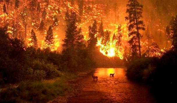 La destrucción de bosques y pérdida de especies, entre las consecuencias del incendio en la región amazónica. (EFE)