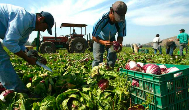 Los inmigrantes trabajan en el procesamiento de alimentos, la agricultura y la hostelería, así como en restaurantes, en la construcción y en el cuidado de niños.
